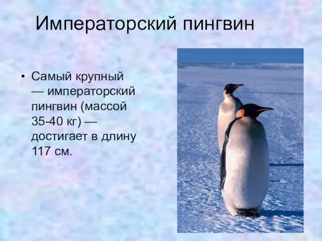 Императорский пингвин Самый крупный — императорский пингвин (массой 35-40 кг) — достигает в длину 117 см.