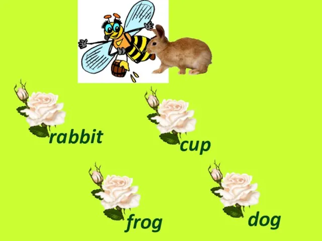 rabbit cup frog dog