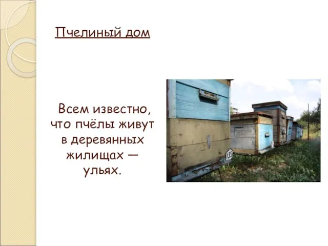 Пчелиный дом Всем известно, что пчёлы живут в деревянных жилищах — ульях.