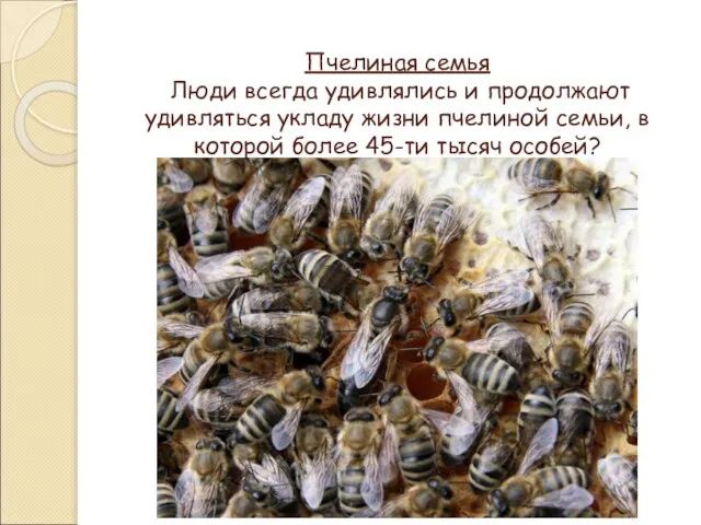 Пчелиная семья Люди всегда удивлялись и продолжают удивляться укладу жизни пчелиной семьи,