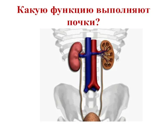 Какую функцию выполняют почки?