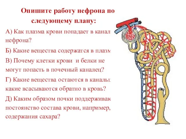 Опишите работу нефрона по следующему плану: А) Как плазма крови попадает в