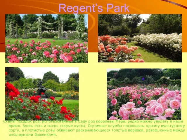 Regent’s Park Схемы посадок роз, использованные в Саду роз королевы Мэри, редко