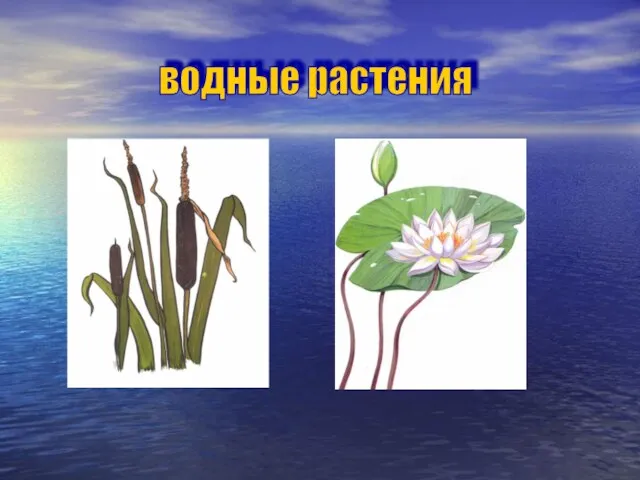 водные растения