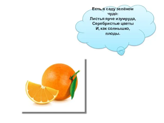 Есть в саду зелёном чудо: Листья ярче изумруда, Серебристые цветы И, как солнышко, плоды.