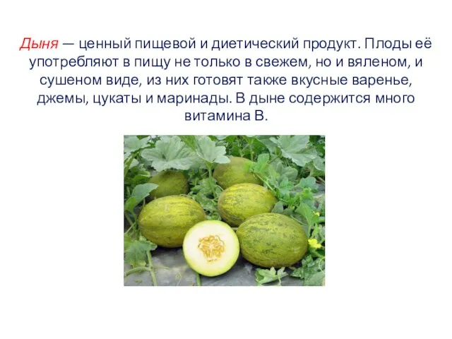 Дыня — ценный пищевой и диетический продукт. Плоды её употребляют в пищу