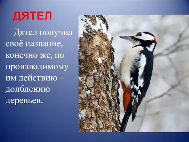 ДЯТЕЛ Дятел получил своё название, конечно же, по производимому им действию – долблению деревьев.