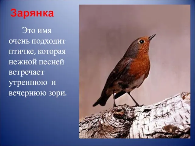 Зарянка Это имя очень подходит птичке, которая нежной песней встречает утреннюю и вечернюю зори.