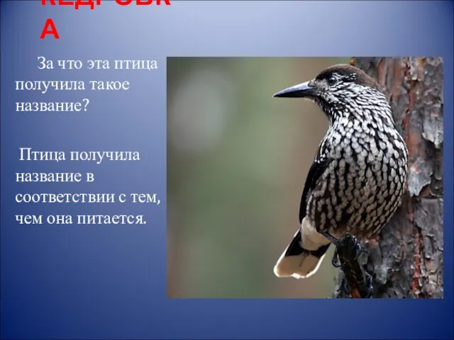 КЕДРОВКА За что эта птица получила такое название? Птица получила название в