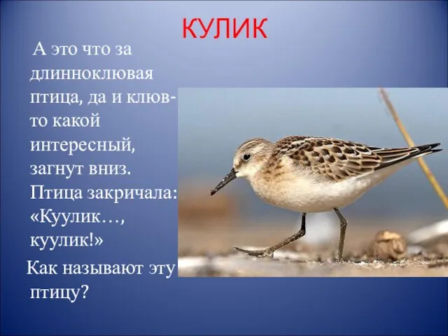 КУЛИК А это что за длинноклювая птица, да и клюв-то какой интересный,