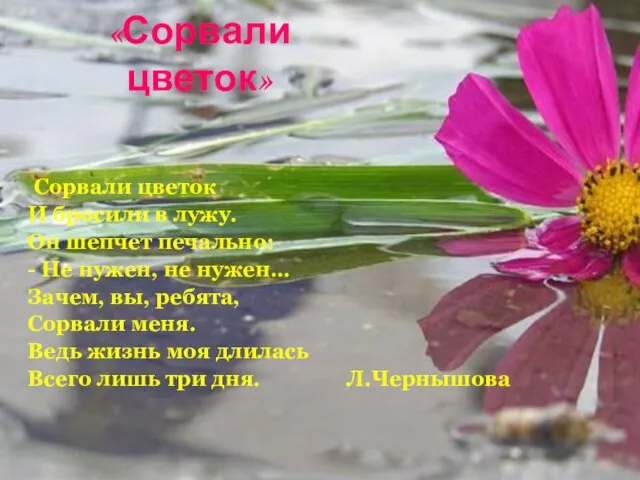 «Сорвали цветок» Сорвали цветок И бросили в лужу. Он шепчет печально: -