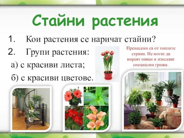 Кои растения се наричат стайни? Групи растения: а) с красиви листа; б)