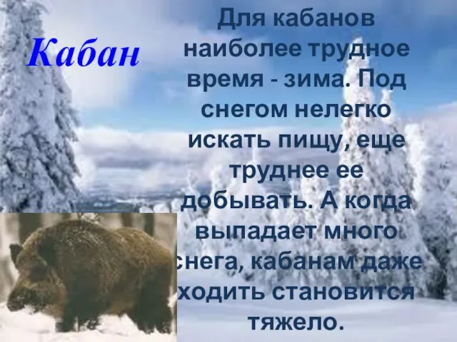 Кабан Для кабанов наиболее трудное время - зима. Под снегом нелегко искать