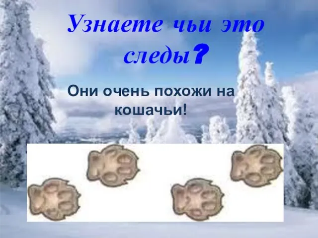 Узнаете чьи это следы? Они очень похожи на кошачьи!