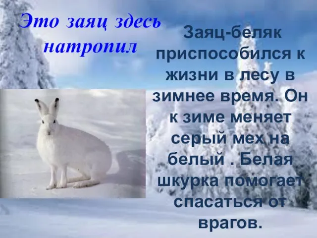 Это заяц здесь натропил Заяц-беляк приспособился к жизни в лесу в зимнее