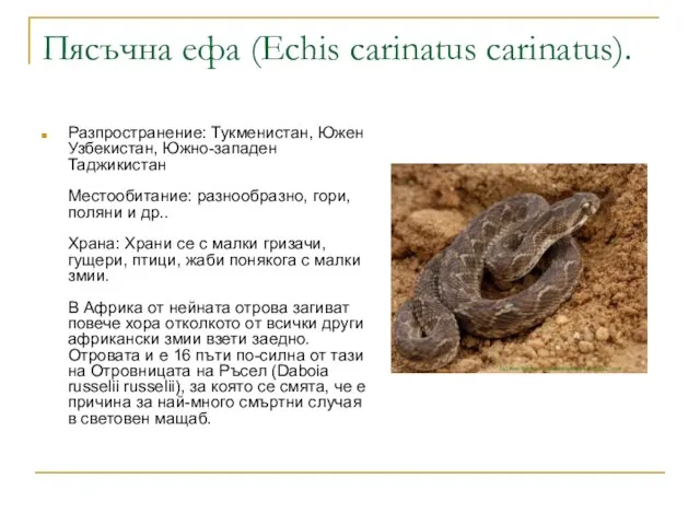 Пясъчна ефа (Echis carinatus carinatus). Разпространение: Тукменистан, Южен Узбекистан, Южно-западен Таджикистан Местообитание: