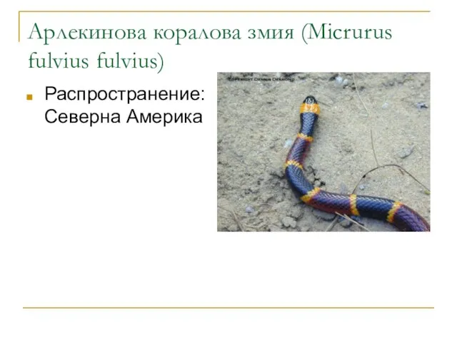 Арлекинова коралова змия (Micrurus fulvius fulvius) Распространение: Северна Америка