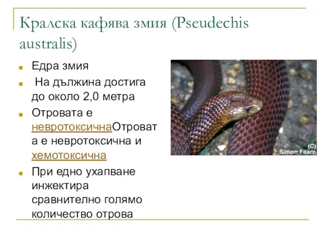 Кралска кафява змия (Pseudechis australis) Едра змия На дължина достига до около