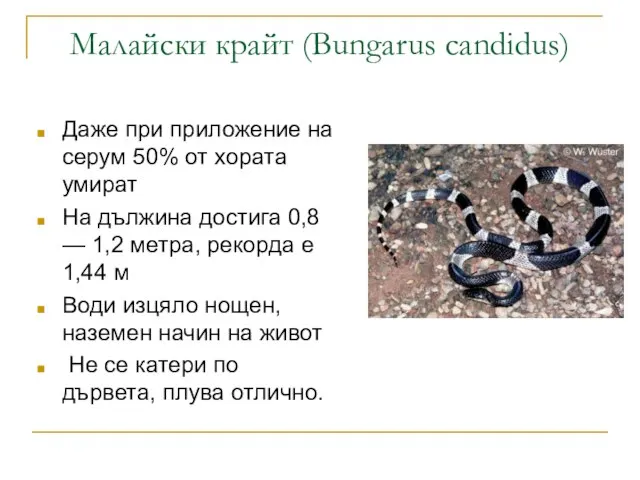 Малайски крайт (Bungarus candidus) Даже при приложение на серум 50% от хората