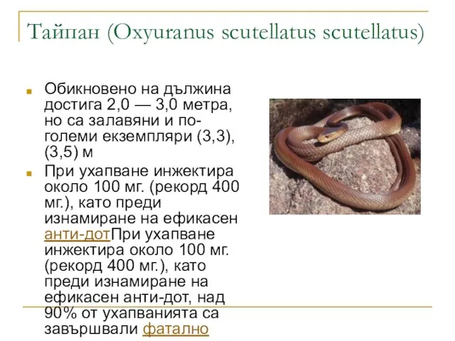 Тайпан (Oxyuranus scutellatus scutellatus) Обикновено на дължина достига 2,0 — 3,0 метра,