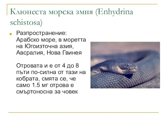 Клюнеста морска змия (Enhydrina schistosa) Разпространение: Арабско море, в моретта на Югоизточна
