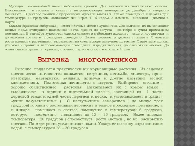 Мускари кистевидный имеет небольшие луковки. Для выгонки их выкапывают осенью. Высаживают в