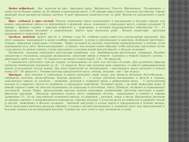 Бадан гибридный . Для выгонки на срез пригодны сорта Мортенлихт, Розетте, Шнеекениги.