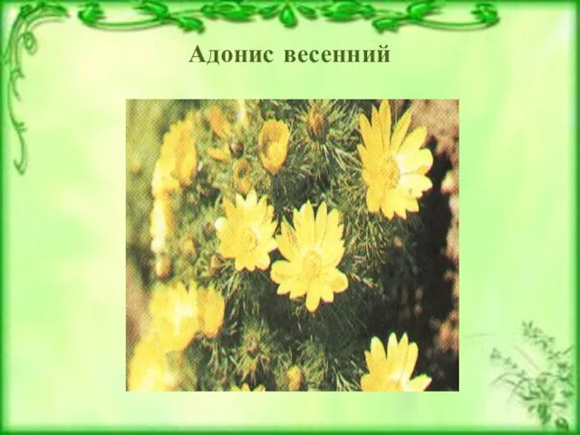 Адонис весенний