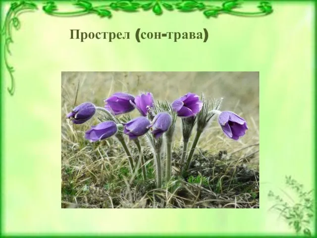 Прострел (сон-трава)