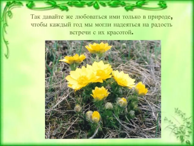 Тюльпан двуцветный Так давайте же любоваться ими только в природе, чтобы каждый