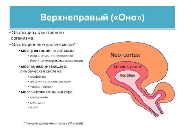 Верхнеправый («Оно») Эволюция объективного организма. Эволюционные уровни мозга*: мозг рептилии: ствол мозга