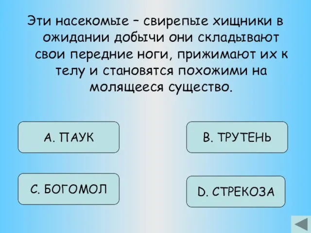 Эти насекомые – свирепые хищники в ожидании добычи они складывают свои передние