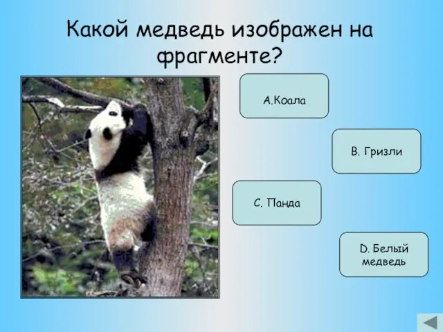 Какой медведь изображен на фрагменте? А.Коала В. Гризли С. Панда D. Белый медведь