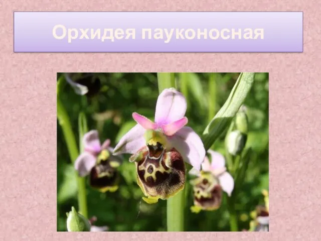 Орхидея пауконосная