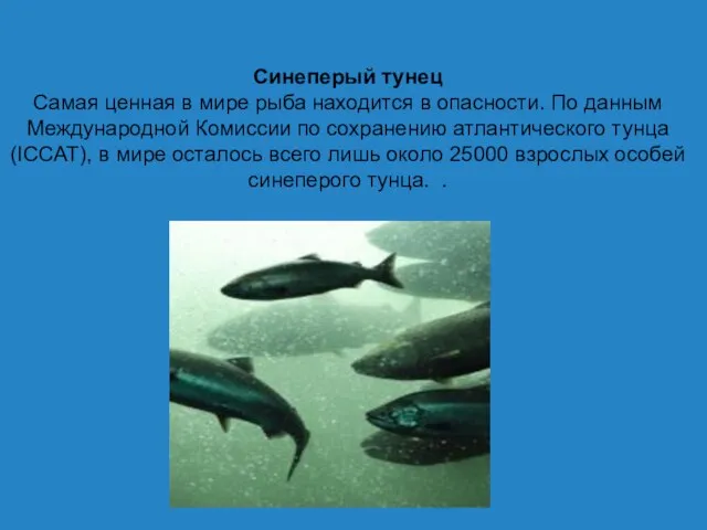 Синеперый тунец Самая ценная в мире рыба находится в опасности. По данным