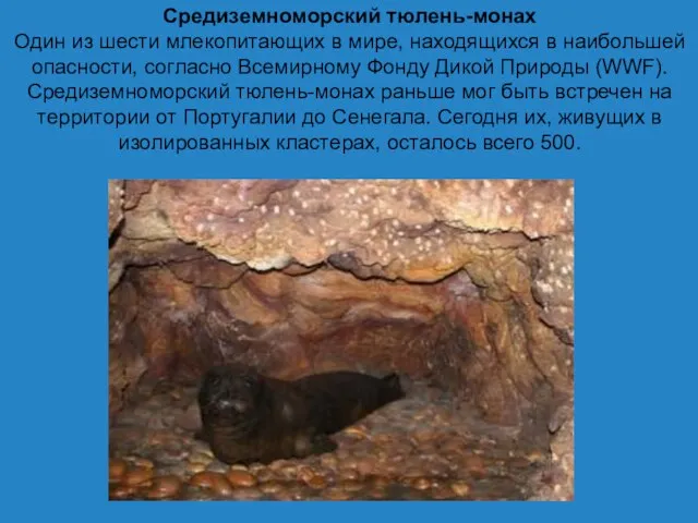 Средиземноморский тюлень-монах Один из шести млекопитающих в мире, находящихся в наибольшей опасности,