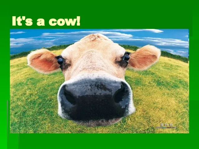 What is it? It's a cow!