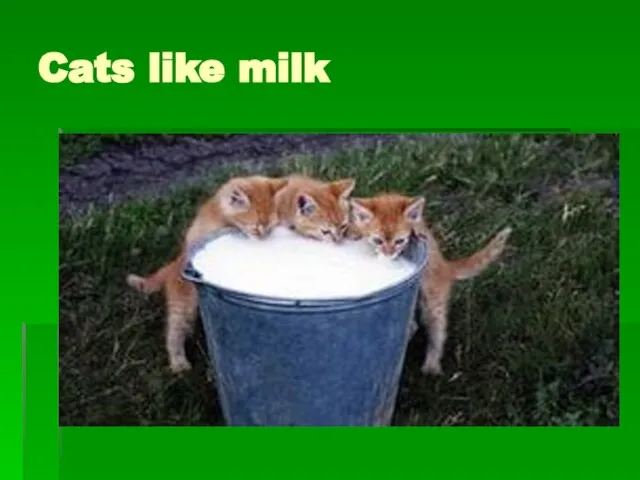 Cats like milk