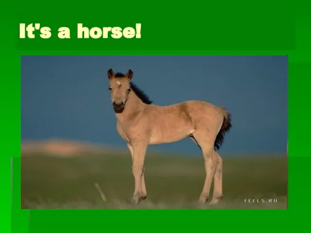 What is it? It's a horse!