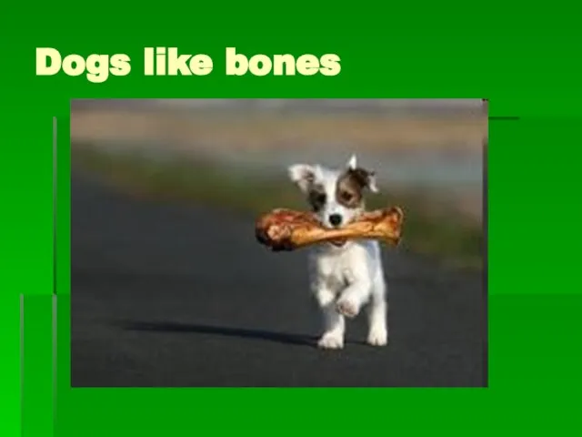 Dogs like bones