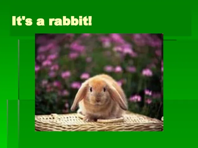 What is it? It's a rabbit!