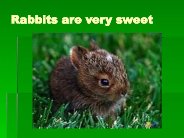 Rabbits are very sweet