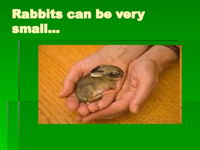 Rabbits can be very small…