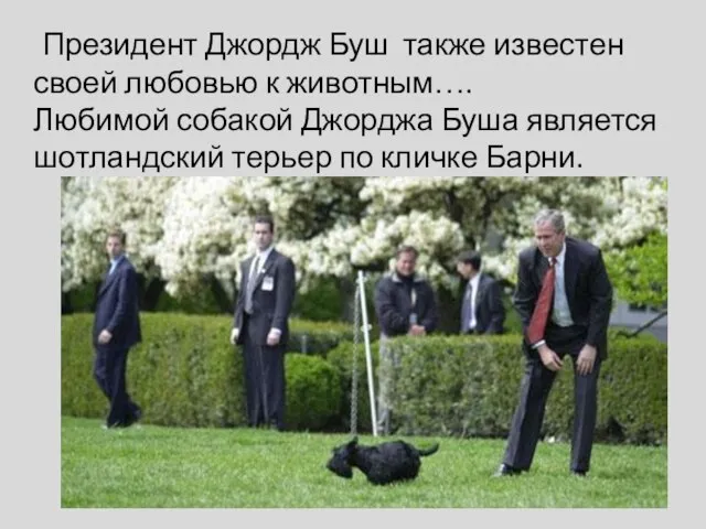 Президент Джордж Буш также известен своей любовью к животным…. Любимой собакой Джорджа