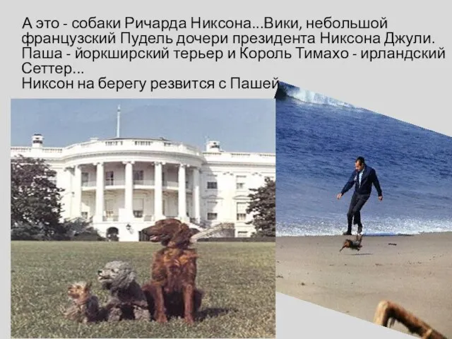 А это - собаки Ричарда Никсона...Вики, небольшой французский Пудель дочери президента Никсона