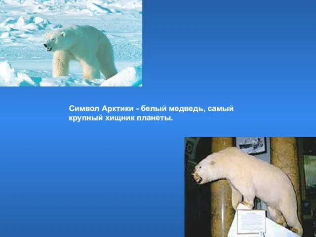 Символ Арктики - белый медведь, самый крупный хищник планеты.