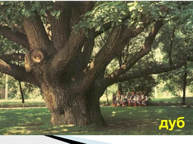 Как называется наиболее долговечное из деревьев, в благоприятных условиях доживающее до 1000 лет? дуб