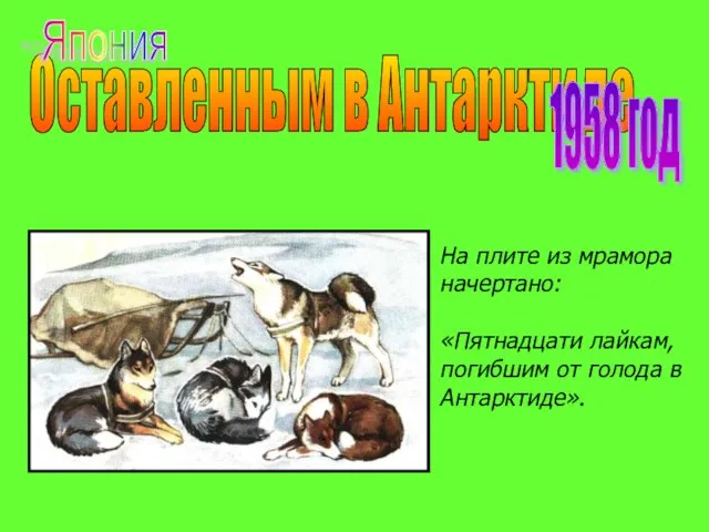 Оставленным в Антарктиде 1958 год На плите из мрамора начертано: «Пятнадцати лайкам,