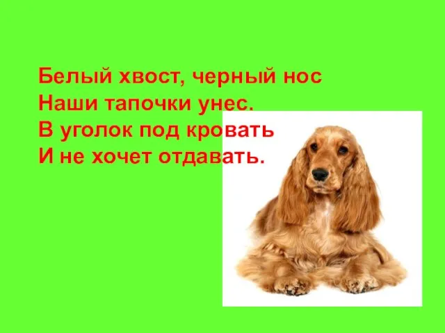 Белый хвост, черный нос Наши тапочки унес. В уголок под кровать И не хочет отдавать.