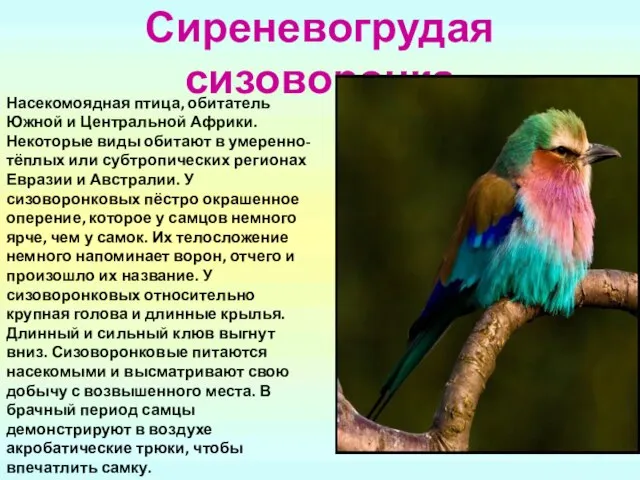 Сиреневогрудая сизоворонка Насекомоядная птица, обитатель Южной и Центральной Африки. Некоторые виды обитают